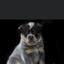 Australian Cattle Dog Puppies from Rockin C Heelers