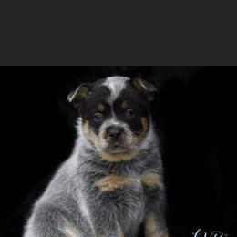 Australian Cattle Dog Puppies from Rockin C Heelers