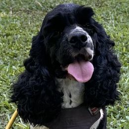 Jack Morgan  - Cocker Spaniel