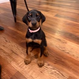 Light Pink collar Girl - Black and rust female Doberman Pinscher puppy in Madison, Indiana from Jensen Dobermans and Dachshunds