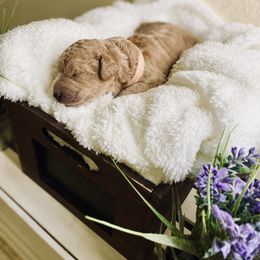 Bernedoodle and Labradoodle Puppies from Royal Doodles