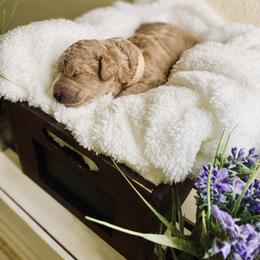 Bernedoodle and Labradoodle Puppies from Royal Doodles