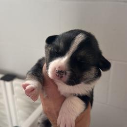 Black Tri Female - Black and tan female Pembroke Welsh Corgi puppy in Ocala, Florida from Rivermont Farm