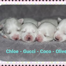 Maltese Puppies from Michigan Maltese Puppies