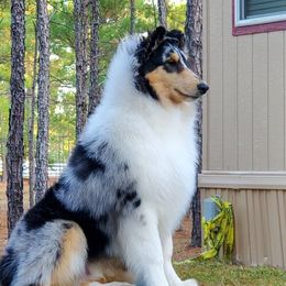 Collie All Grown Up from Commander Collies