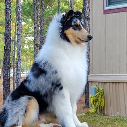 Collie All Grown Up from Commander Collies
