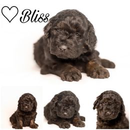 Double Doodle, Goldendoodle, and Sheepadoodle Puppies from Shaw Spring's Canines