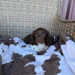 Girl 1 LIMITED AKC - Piebald female Dachshund puppy in Aurora, Missouri from Baker Farms