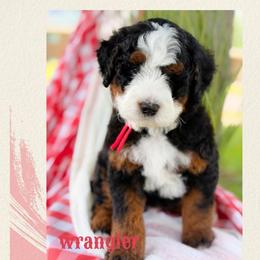 Wrangler - Tri-color male Bernedoodle puppy in Syracuse, Utah from Redrockbernedoodles