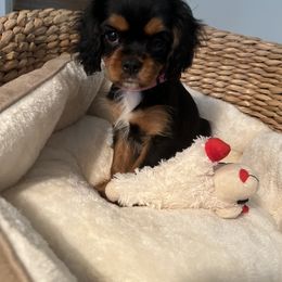Cavalier King Charles Spaniel Puppies from Eastwick Paws Cavaliers