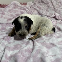 Boy 1 - Blue speckled male Australian Cattle Dog puppy in Concrete, Washington from Back Country Australian Cattle dogs