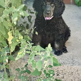 Poodle Puppies from Powder Puff Poodles