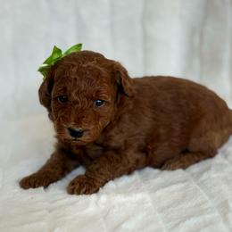 Green Apple (15 lbs full grown) - Red  female Goldendoodle puppy in Phelan, California from High Desert Doodles - the original