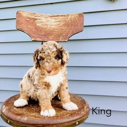 King - Chocolate merle male Bernedoodle puppy in Spring Valley, Wisconsin from Filipiak Breeders