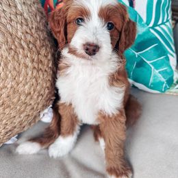 Goldendoodle Puppies from Halo Doodles