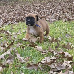 Mr Blue - Fawn male Boxer puppy in Prairieville, Louisiana from Puppy Patch