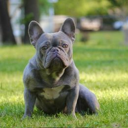 American Bullies from Unleashed Bully Squad LLC
