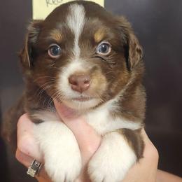 Rosie Boy 4 - Red tri male Miniature Australian Shepherd puppy in Hampton, Tennessee from TC Farms Stock Dogs - Miniature Australian Shepherds