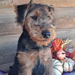 Welsh Terrier Puppies from Jenkins Welsh Terriers