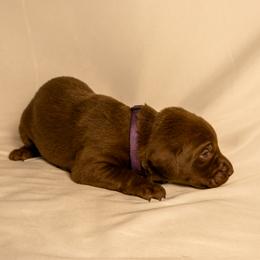 Purple Collar - Chocolate female Labrador Retriever puppy in Lebanon, Oregon from Table Rock Retrievers