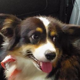 Sweetie - Pembroke Welsh Corgi