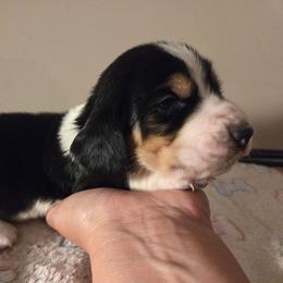 Viper - Black white and brown male Basset Hound puppy in Denison, Texas from Emma Lou's Baby Bassets