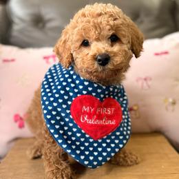 Floyd - Red  male Poodle puppy in Chattanooga, Tennessee from Scenic City Doodles