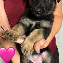 Pink collar - Black and tan female German Shepherd puppy in Rushsylvania, Ohio from Surgenor Shepherds!