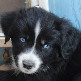 Wilder - Black tri-color male Australian Shepherd puppy in Phoenix, Arizona from Rockin' Diamond T Ranch Australian Shepherds