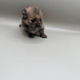 Ivar - Wolf sable male Pomeranian puppy in Brandon, Vermont from Poms All Day