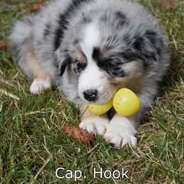 Australian Shepherd Puppies from Glacier Aussies