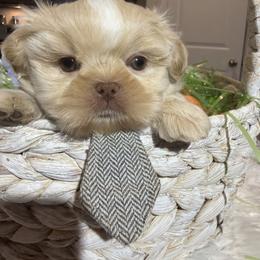 Gronk - Cream and white male Shih Tzu puppy in Coolidge, Arizona from Shih Tzu’s  ‘N’ Love