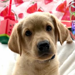 Blue - Yellow male Labrador Retriever puppy in Heath Springs, South Carolina from Rich Hill Retrievers