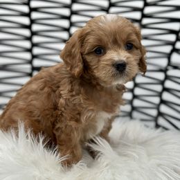Pear - Red male Cockapoo puppy in Palm Beach County, Florida from Benji’s Cockapoos