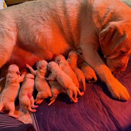 Bonfire - Yellow male Labrador Retriever puppy in Hartland, Vermont from Enlightened Labs