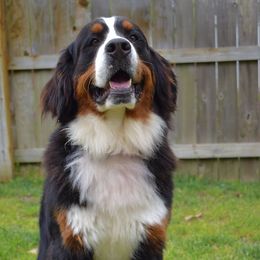 Bernese Mountain Dogs from Friends of Hudson
