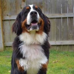 Bernese Mountain Dogs from Friends of Hudson
