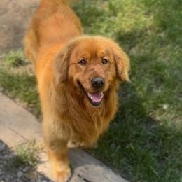 Padre - Golden Retriever