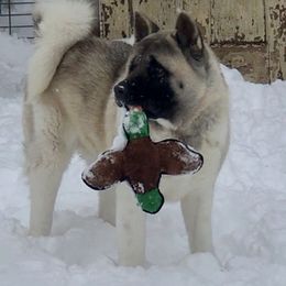 Halo - Akita