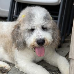 Stormy - Saint Berdoodle
