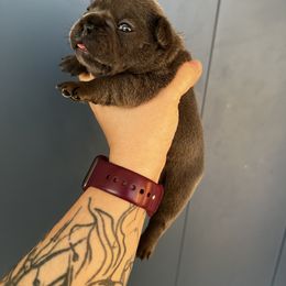French Bulldog Puppies from K&J Frenchies