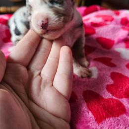 Cosmopolitan - Blue merle female Miniature American Shepherd puppy in New Providence, Pennsylvania from Tons of Kisses