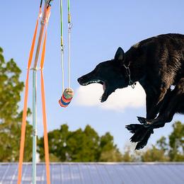 Belgian Malinois and Dutch Shepherds from Berserker Malinois Kennel