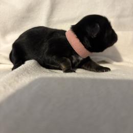 Pink - Black gold and white female Shihpoo puppy in Walterboro, South Carolina from Puddlejumpers