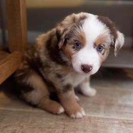 Dakota - Red merle male Australian Shepherd puppy in Ramona, California from Blue Moon Aussies