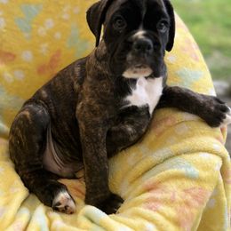 Boxer Puppies from Von Royal Dell’Infinite