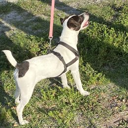 Tara - Jack Russell Terrier