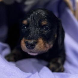 Leo - Black and tan male Dachshund puppy in Asheboro, North Carolina from With Love From Maggie
