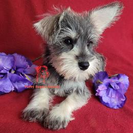 Boy 1 - male Miniature Schnauzer puppy in Fairhope, Alabama from Puppy Sugars Kennels