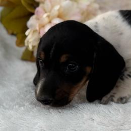 Joey - Piebald male Dachshund puppy in Colbert, Oklahoma from Brooke Crenshaw